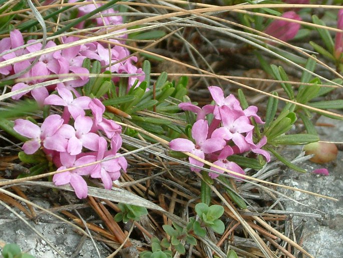 Daphne arbuscula