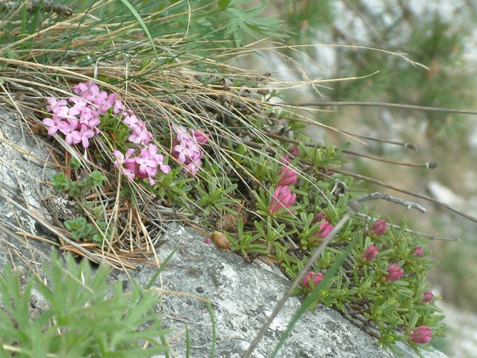 Daphne arbuscula