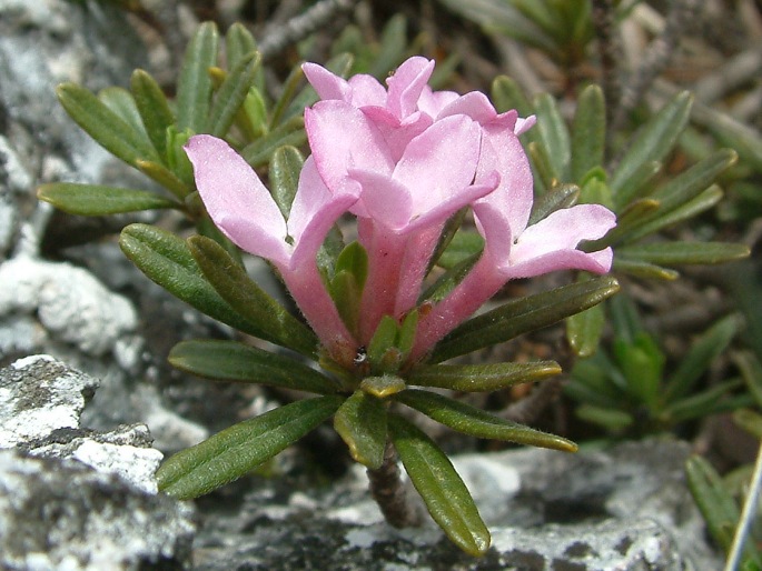 Daphne arbuscula