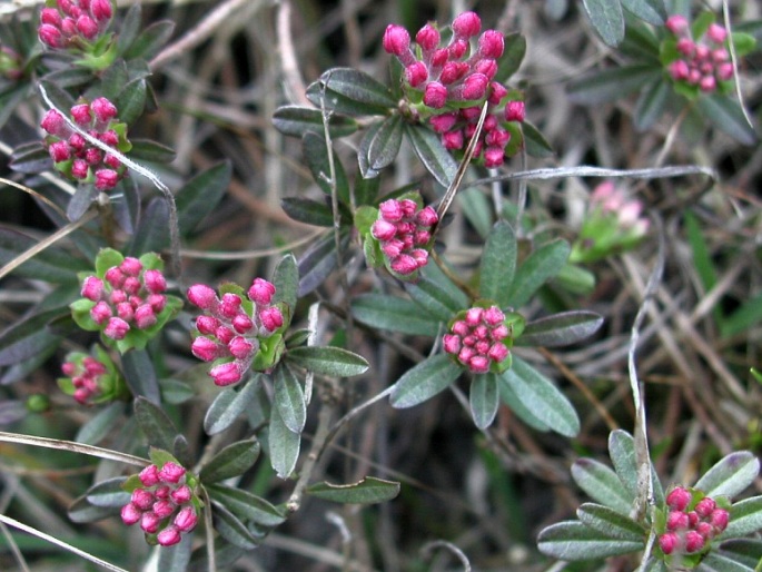 Daphne cneorum