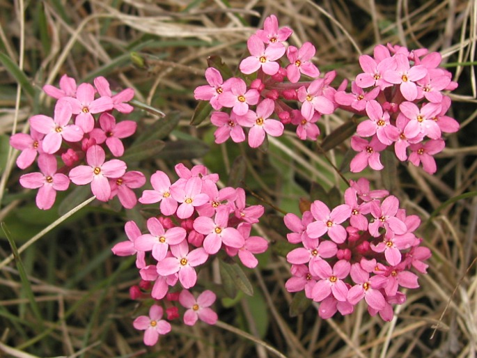 Daphne cneorum