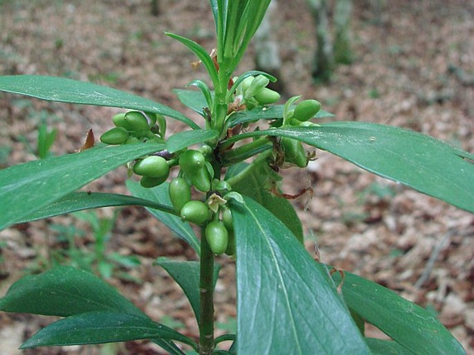 Daphne laureola