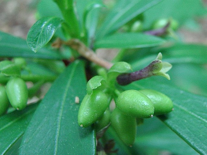 Daphne laureola