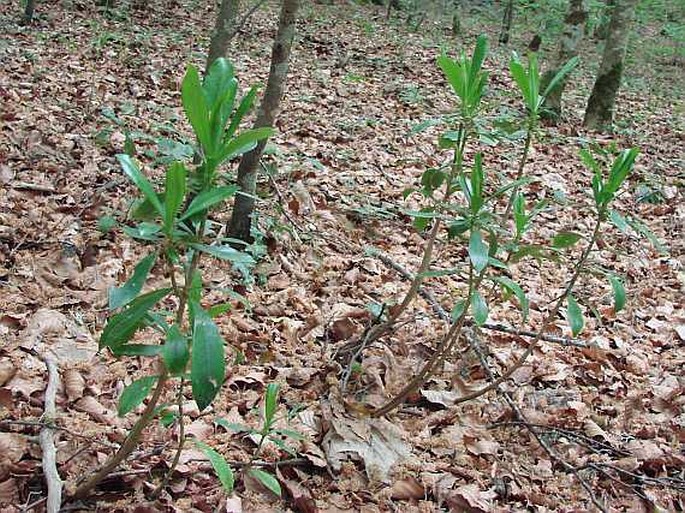 Daphne laureola