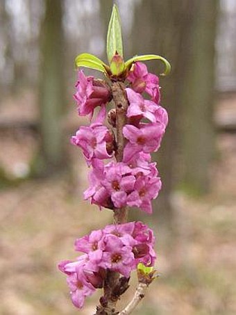 Daphne mezereum