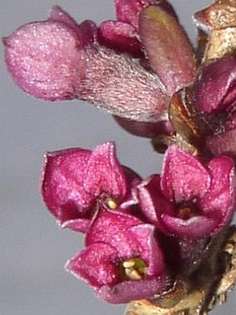 Daphne mezereum