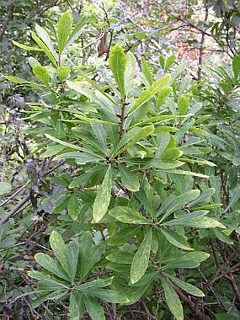 Daphne mezereum