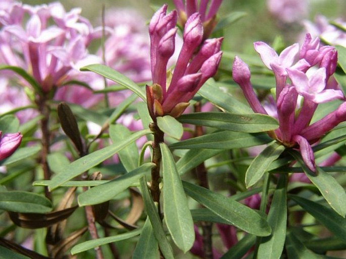 Daphne striata