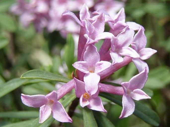 Daphne striata