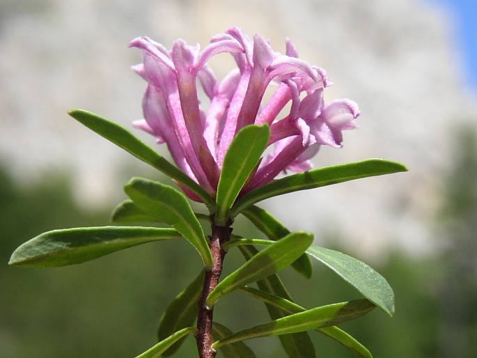 Daphne striata