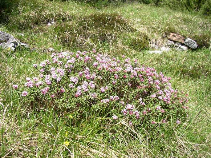 Daphne striata