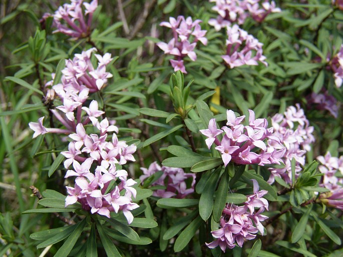 DAPHNE STRIATA Tratt. – lýkovec žíhaný / lykovec