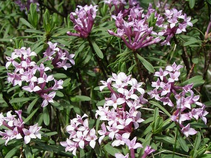 Daphne striata