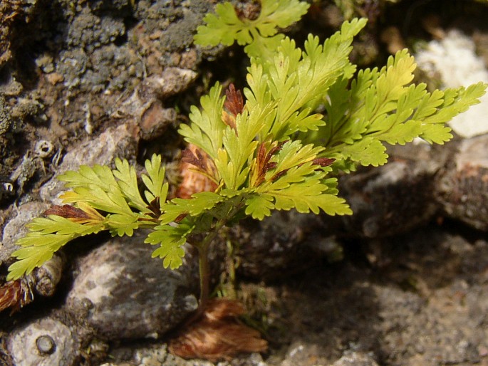 Davallia canariensis