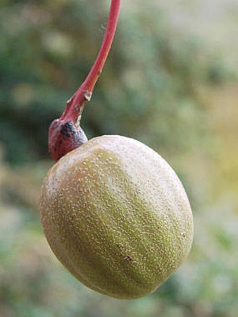 Davidia involucrata