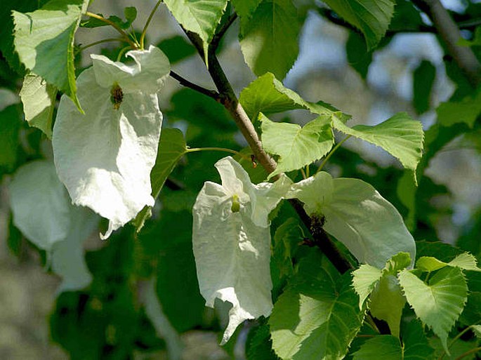 DAVIDIA INVOLUCRATA Baillon – davidie listenová / davidia obalová