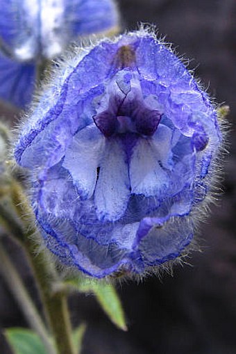 Delphinium brunonianum