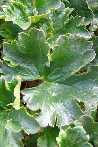 Delphinium brunonianum