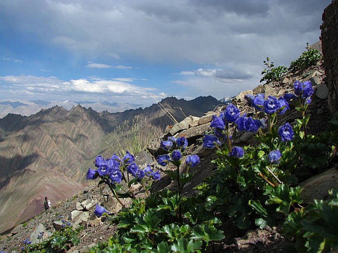 Delphinium brunonianum