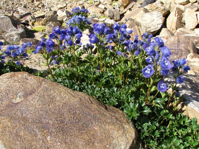 Delphinium brunonianum