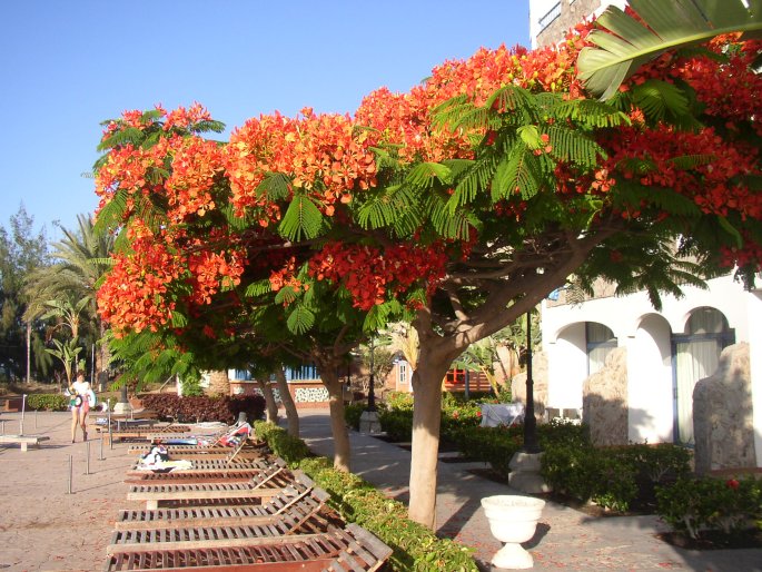 Delonix regia