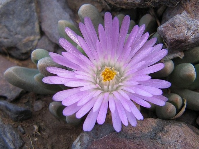 Delosperma harazianum