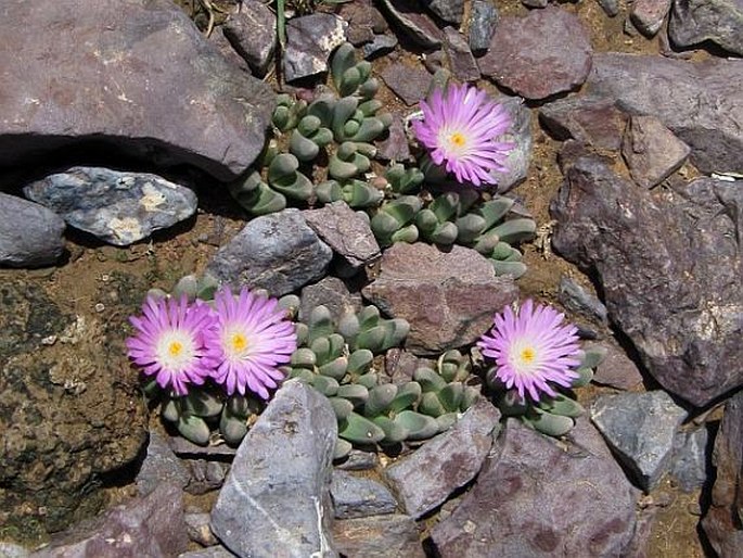 Delosperma harazianum