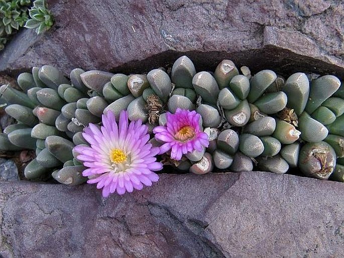 Delosperma harazianum