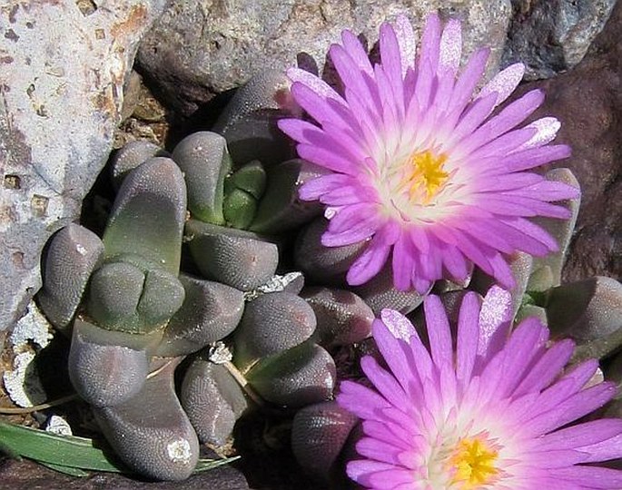 Delosperma harazianum