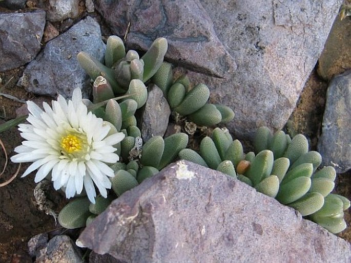 Delosperma harazianum