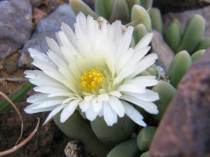 Delosperma harazianum