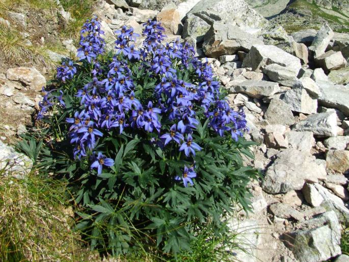 Delphinium oxysepalum