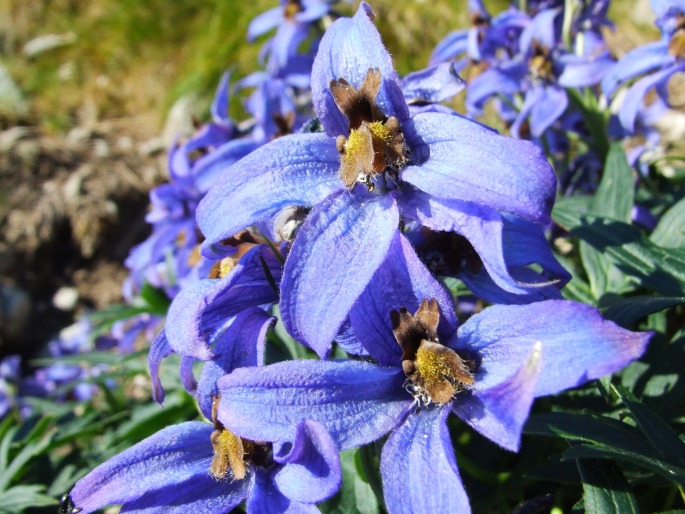 Delphinium oxysepalum