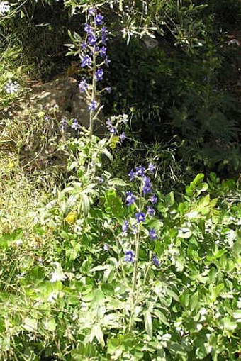 Delphinium staphisagria