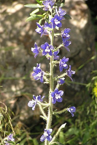 Delphinium staphisagria