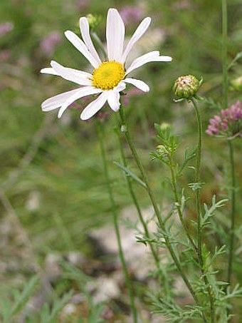 Chrysanthemum zawadzkii