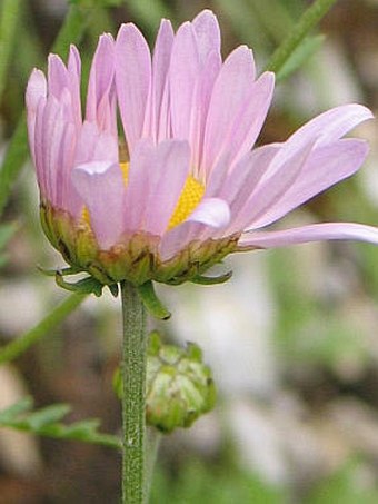 Chrysanthemum zawadskii