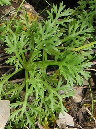 Chrysanthemum zawadzkiii