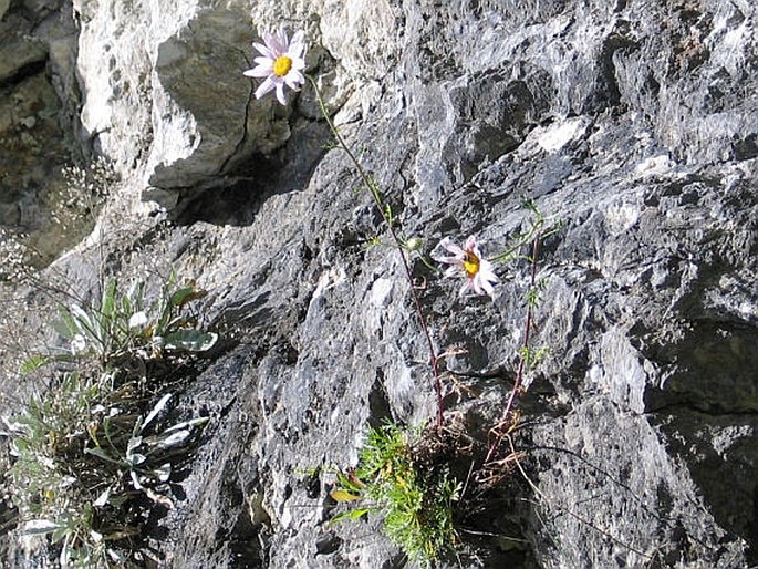 Chrysanthemum zawadzkii