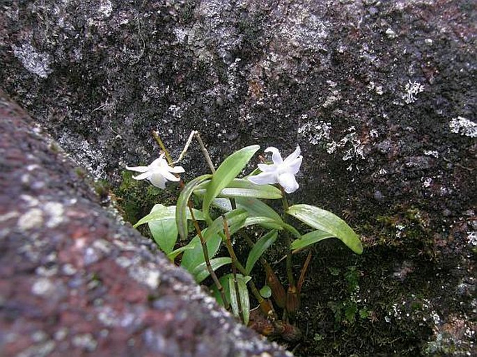 Dendrobium crumenatum