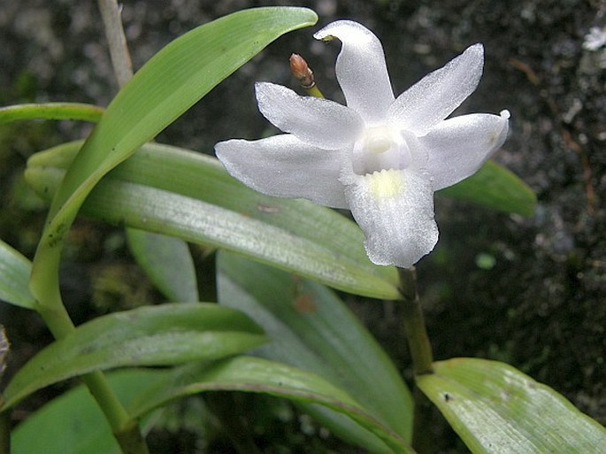 Dendrobium crumenatum