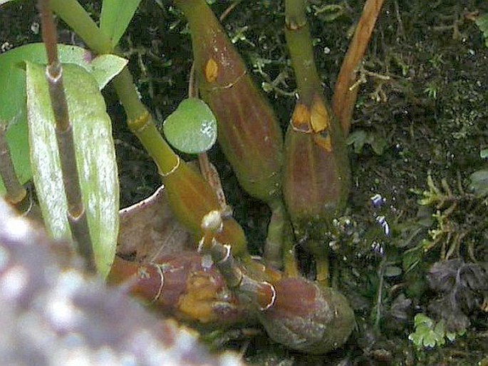 Dendrobium crumenatum