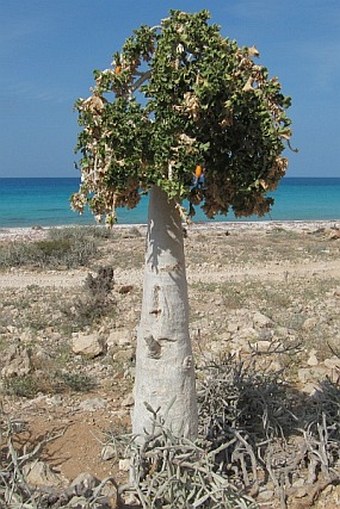 Dendrosicyos socotrana