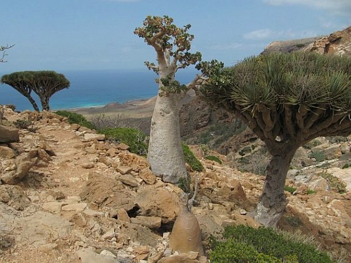 Dendrosicyos socotranus