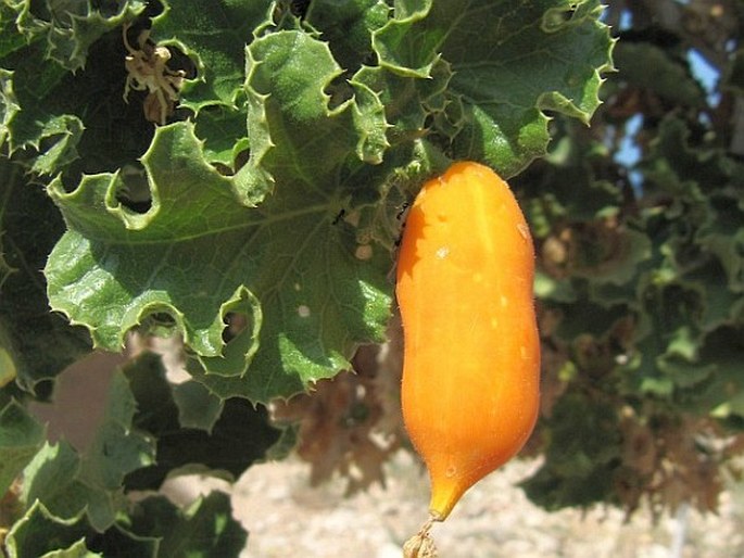 Dendrosicyos socotranus