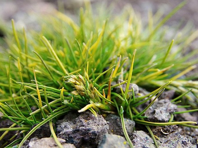 DESCHAMPSIA ANTARCTICA E. Desv. – metlice / metlica