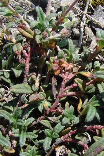 Helianthemum canum