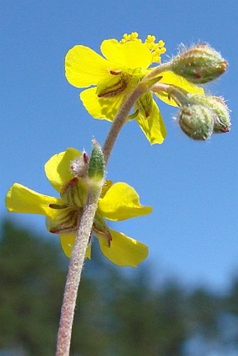 Helianthemum canum