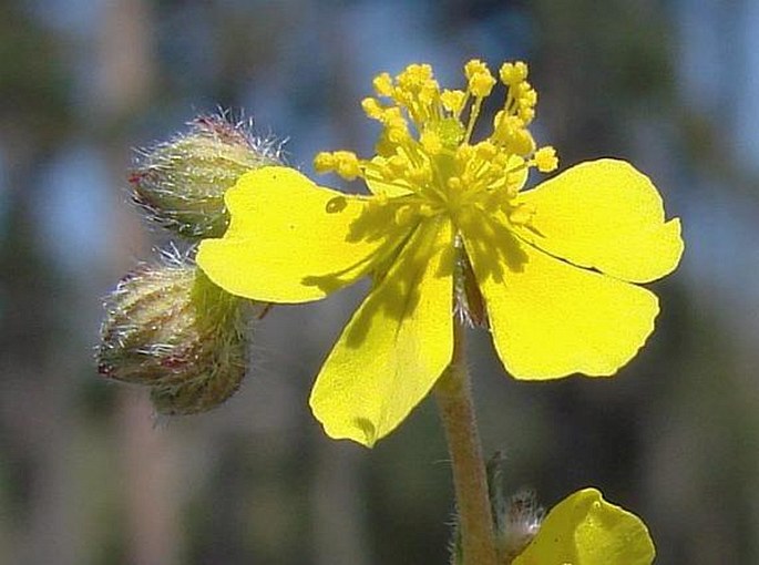 Helianthemum canum