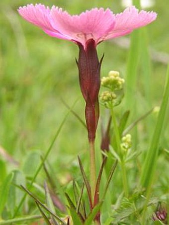 Dianthus alpinus